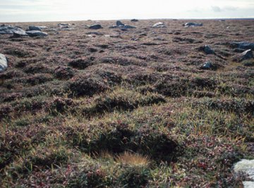 Although barren in appearance, the tundra is home to a wide variety of shrubs.
