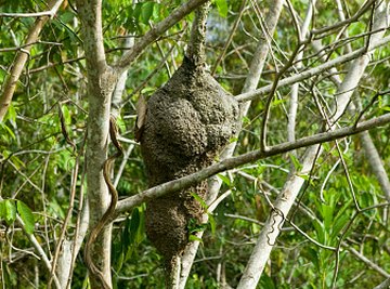 hanging bird nest in tree