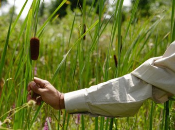 Edible Wild Plants in New Hampshire