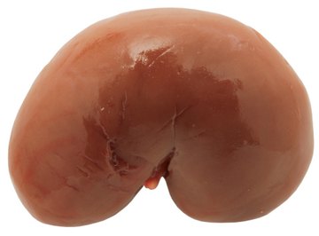 The kidneys filter the blood and send urine to the bladder.