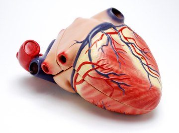 The heart is the motor of the circulatory system, delivering oxygen to the body.