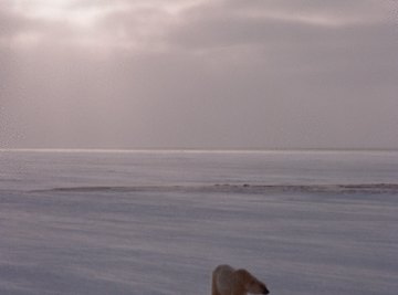 Plants have a difficult time growing in the tundra due to a lack of available nutrients.