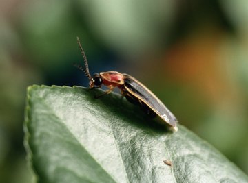 Lightning bugs don't travel far from where they blink at night.