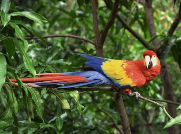 Tropical Rainforest Biome