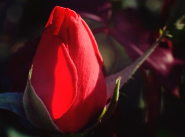 Sepals protect the rose bud during development.