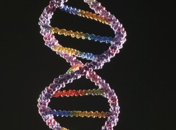 DNA contains the genetic code.