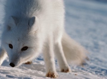 Omnivores of the Tundra