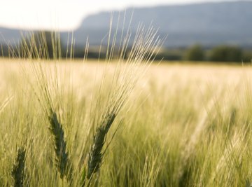 The Difference Between Hard & Soft Wheat