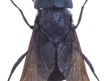 A horsefly, also called a gadfly, is often confused with the deerfly.