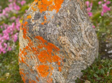 Lichen flourish on the Arctic tundra.