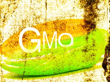 Most corn produced is genetically modified.