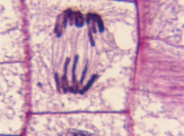 anaphase under microscope