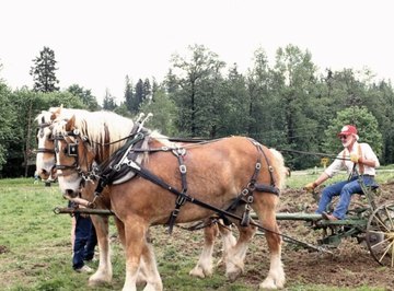 A two-horsepower plow.