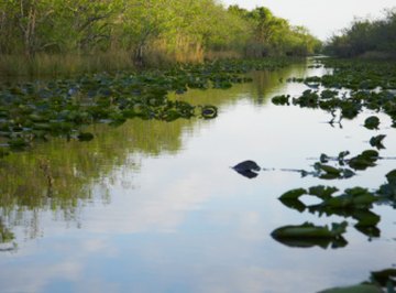 Endangered Animals in Freshwater Biomes