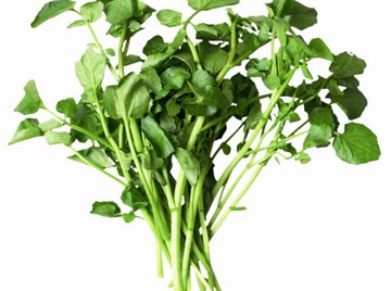 Watercress is one of the most popular edible aquatic plants.