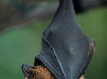 Bats are susceptible to attack from other animals, including other bats.