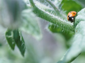 Most species of insects feed on plant matter.