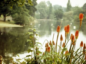 A freshwater pond's ecosystem includes plants, animals, bacteria and environment.