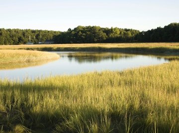 Maine has wetlands known as salt marshes.