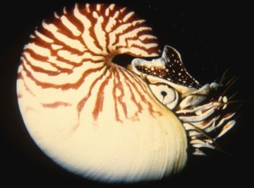 Nautilus