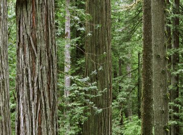 Redwood trees in the Redwood Forest