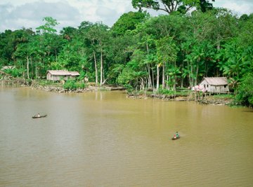 How Many Types of Animals Live in the Rainforest?