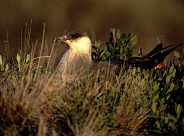 A variety of grasses grow on the tundra.