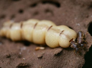 Worms That Burrow Into Sheetrock