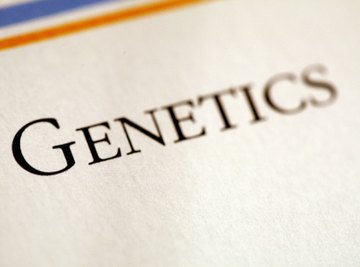 Punnett squares are a graphical representation of a genetic cross.