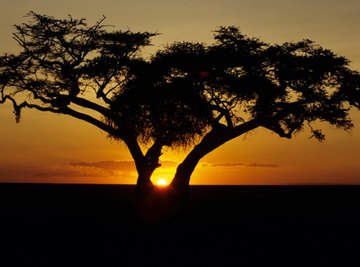 What Types of Trees Are Found in Grassland Biomes?