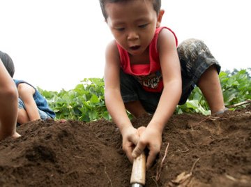 Soil provides the minerals plants require to thrive.