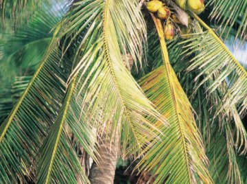 The leafy canopy of a coconut palm is the essence of a tropical landscape.