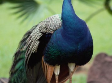 Inspired by Peacock Feathers - National Solutions, Green Feathers 