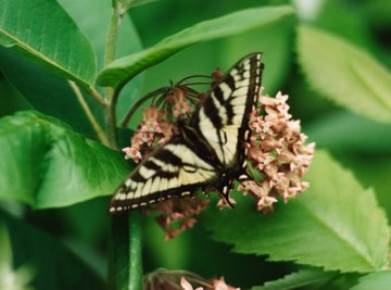 Two Types of Life Cycles of Insects