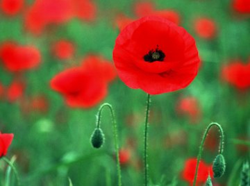 Birds feed on poppy seeds which form after the flower has died off.