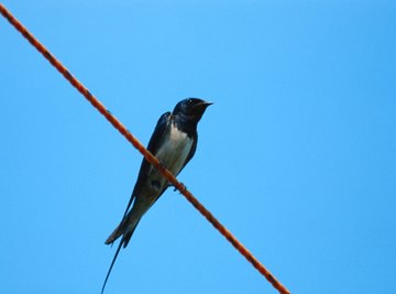 What Eats a Barn Swallow?
