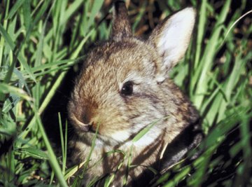 Rabbits are a common garden pest.