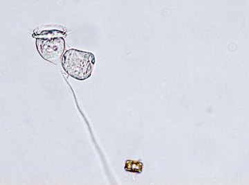 Animal cells have certain universal differences from plant cells.