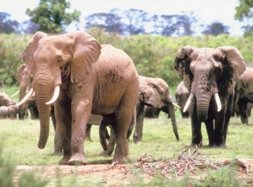 Both the elephants and the plants around them are multicellular.