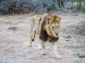 The Natural Environment of African Lions