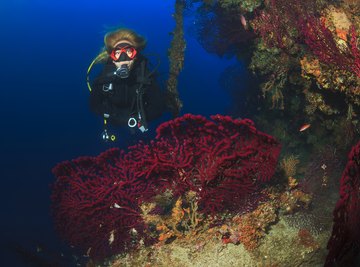 The Major Biotic & Abiotic Components of the Ecosystem of the Great Barrier Reef