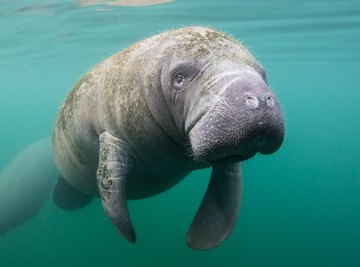 What Are the Manatee's Adaptations for Survival?