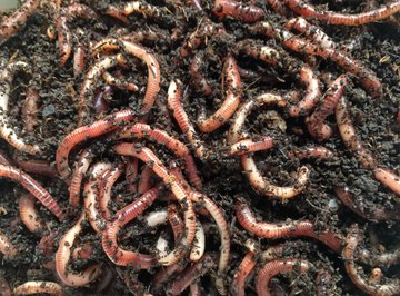 How Do Worms Move?