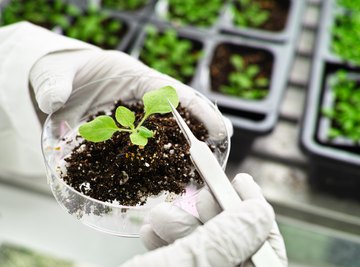 presence of starch experiment