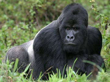 The Silverback Gorilla's Diet