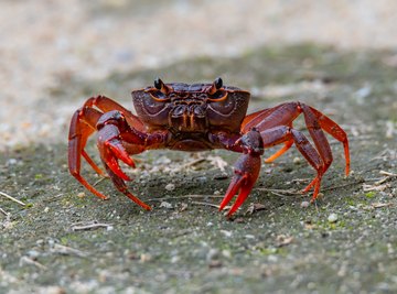 Crabs That Are Related to Spiders