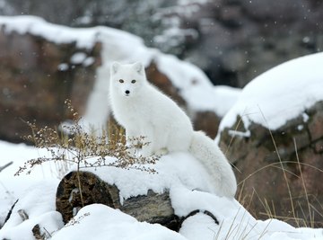 List of Animals in the Arctic