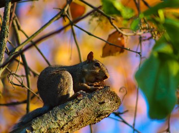 Early Life Stages of Squirrels