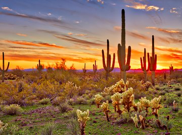 arid desert plants