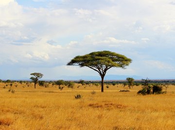 What Are Abiotic Factors of the Grassland Biome